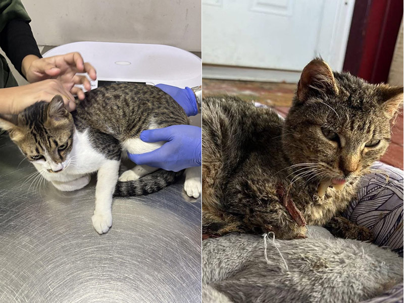 Хвостики Добра: помощь бездомным животным Хвостики Добра: помощь бездомным животным