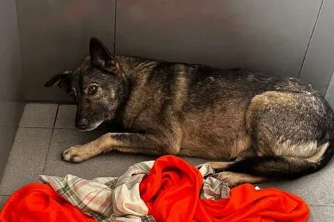 Хвостики Добра: помощь бездомным животным Хвостики Добра: помощь бездомным животным