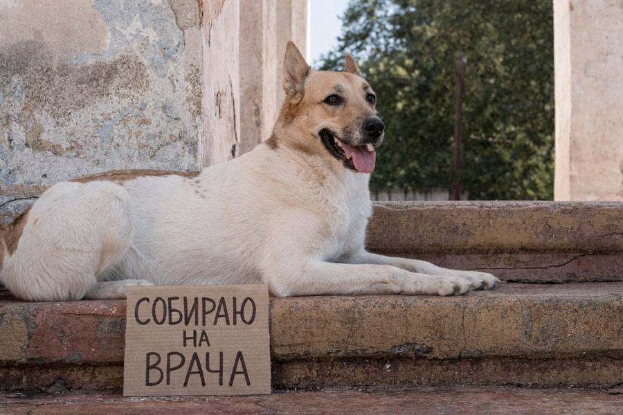 Хвостики Добра: помощь бездомным животным Хвостики Добра: помощь бездомным животным