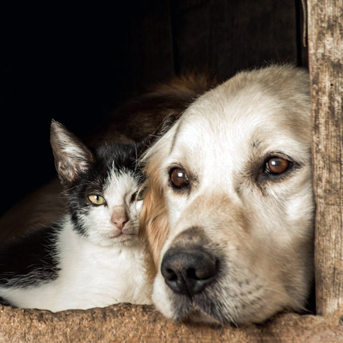 Хвостики Добра: помощь бездомным животным